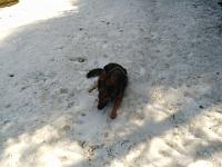 2015_04_12 bella im schnee oberbildtstein  004